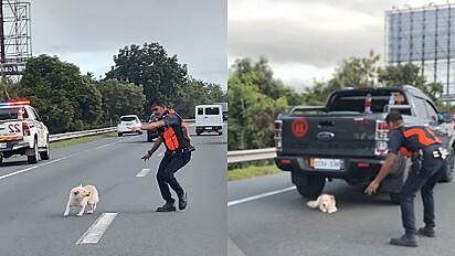 Policiais e motoristas param o trânsito para resgatar cachorrinha perdida na estrada.