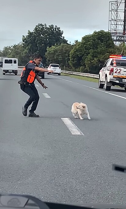 Policial tentando alcançar a cachorrinha que esta caminho entre os carros.