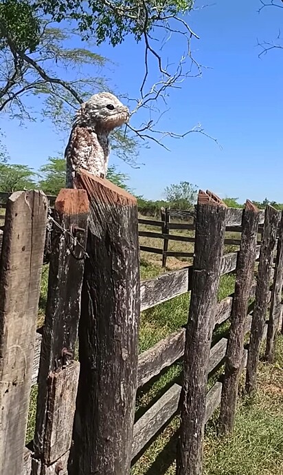 A ave está em cima de uma cerca de madeira aproveitando o sol.