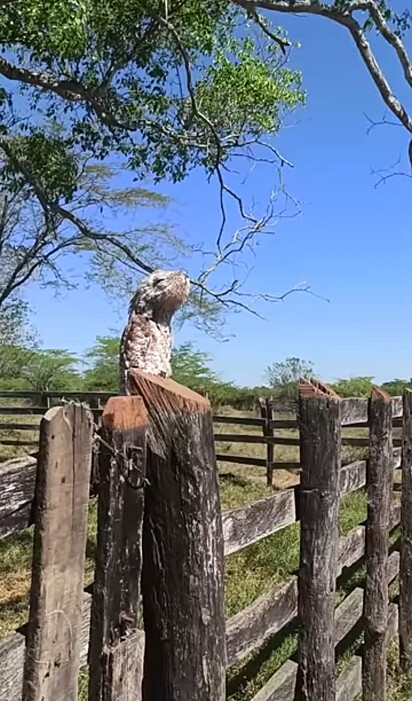 Espécie desconhecida de ave pode se camuflar em troncos.