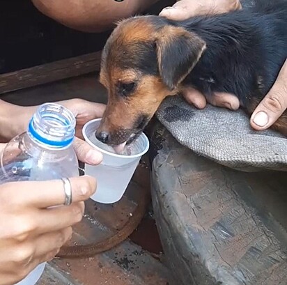 O cãozinho está tomando água após ter sido resgatado.