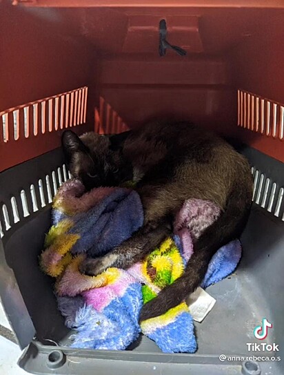O gato dentro da caixinha de transporte enquanto estava muito frágil e debilitado.