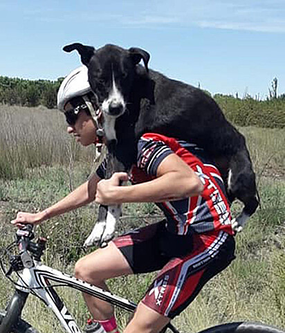 O cão está nas costas do homem enquanto ele pedala a bicicleta.