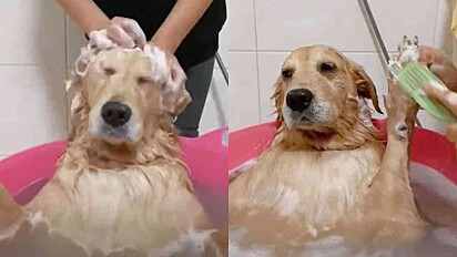 Golden retriever fecha os olhos em aprovação à massagem que recebe durante o banho.