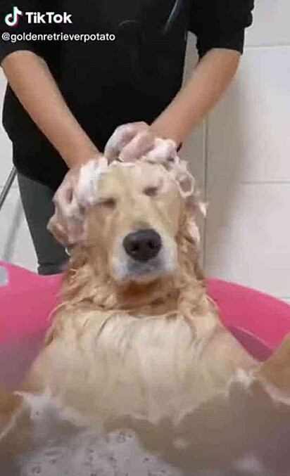 O cão está de olhos fechados gostando da massagem na cabeça.
