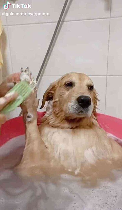 A tutora está escovando e lavando as patinhas do cachorro.