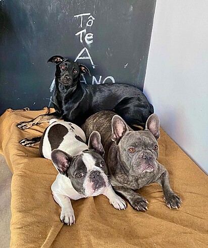 Os três cães deitados em um colchão.