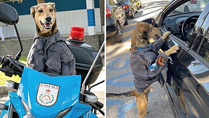 Cachorro vira-lata caramelo ajuda policiais militares do Rio de Janeiro a fiscalizar motoristas.