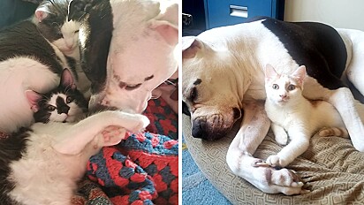 Pit bull que sofria de ansiedade melhora após família adotar dois gatos.