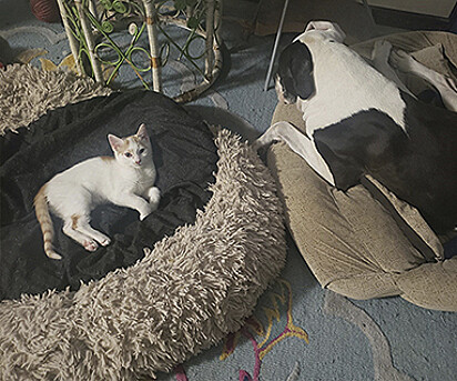 Daisy e um dos gatos estão deitados cada um em sua cama 
