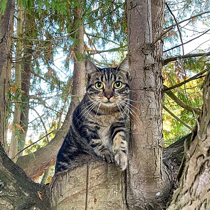 “Misha, de Everett, estava perto de uma velha copa cortada em um grande cedro enquanto esperava por ajuda. Era grande o suficiente para pegar alguns cochilos de gato durante sua estada a cerca de 25 metros”.