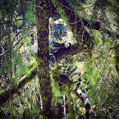 Um gato de Bengala prateado está pendurado na árvore