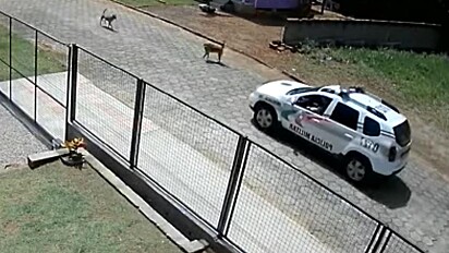 Cães param viatura para pedir carinho a policias.