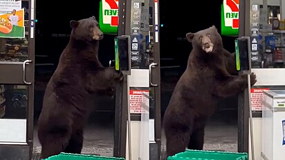 Urso invade loja de conveniência na Califórnia e mexe em máquina de álcool em gel.