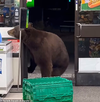 Urso observa freezer da loja.