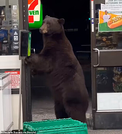 Urso abre a porta da loja.