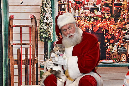 O Papai Noel está segundo a gatinha no colo enquanto olha para a foto
