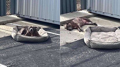 Pit bull idosa foi encontrada sozinha com nada além de uma cama em estacionamento do Texas.