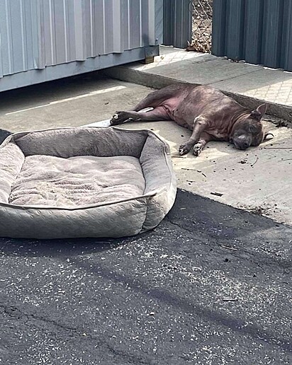A cachorrinha deitada no concreto no sol ao lado da cama com a qual foi abandonada.