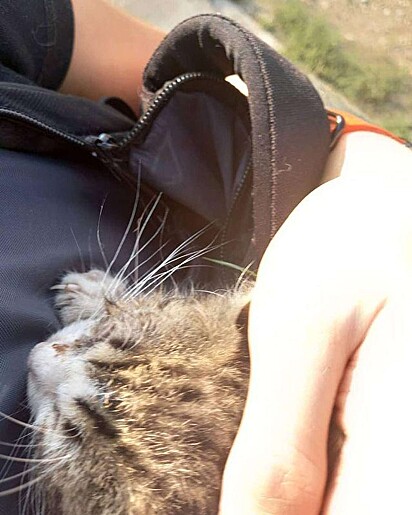 O gatinho está dentro da mochila da mulher que o resgatou.