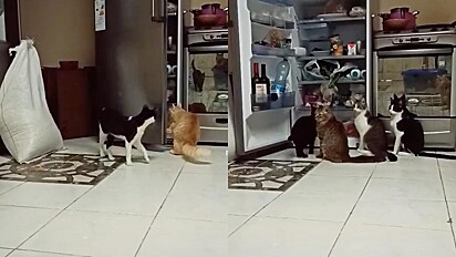 Gatos assaltam a geladeira durante a noite