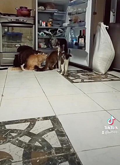 Um dos gatos até dentro da geladeira enquanto os outros vigiam.