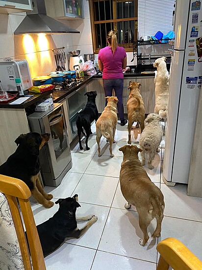 Os cães estão todos reunidos esperando o alimento ficar pronto.