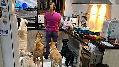 8 cães esperam tutora preparar o jantar enquanto fiscalizam a cozinha.