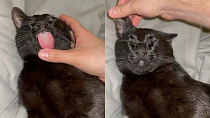 Feijão é um gatinho todo preto que adora lamber o dedo do tutor para que ganhe carinho - ou um banho de gato.