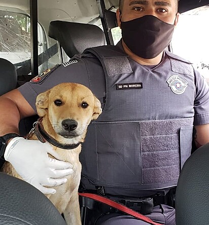 Cachorrinha está na viatura com o policial.