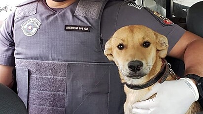 Policiais salvem cachorrinha de espancamento.