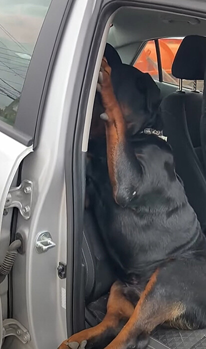 O rottweiler está se escondendo para não sair do carro