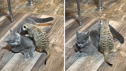 Em vídeo apaixonante, suricate faz massagem nas costas de gato.