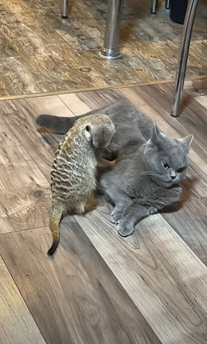 O suricate está ao lado do gato