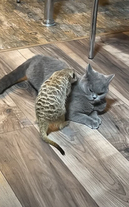 O suricate está fazendo massagem num gato