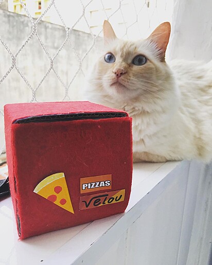 Velou, a gata pizzaiola com sua mochila térmica para entregar suas pizzas.
