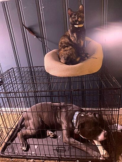 O cachorrinho em uma gaiola de cães na companhia de um irmão felino.