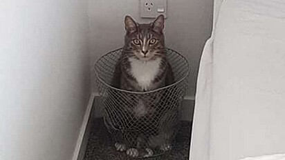 Gato invade quarto e decide que irá ficar ali.