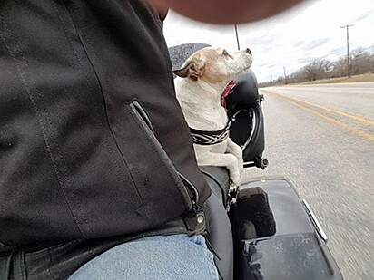 Cachorrinha viajando com o homem após ser resgatado.