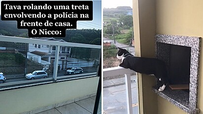 Gato viraliza por ficar curioso com tumulto com polícia em casa de vizinho.