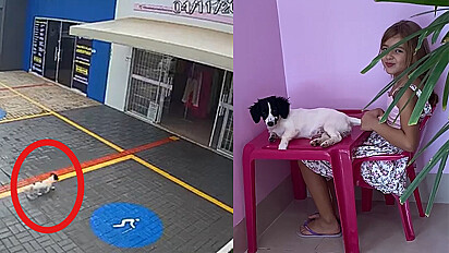 Cadelinha entra em loja em busca de ajuda e é adotada.