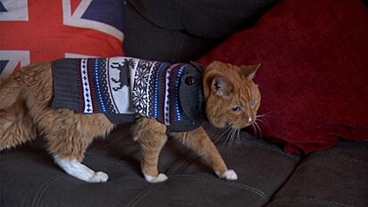 O gatinho está com um suéter.