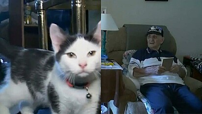 Senhor de 86 anos tem vida salva pelo gato de estimação.