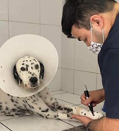 O veterinário está desenhando as pintinhas na pata de Max.