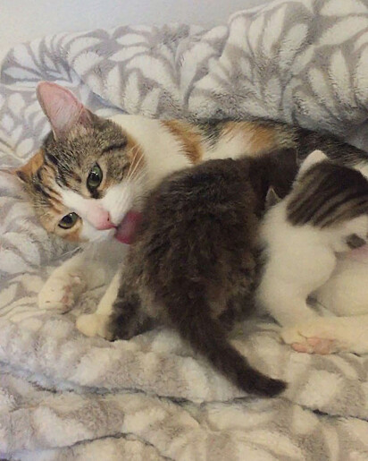 A felina está lambendo um gatinho enquanto ele se amamenta nela