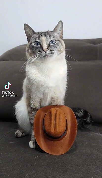O gatinho com um chapéu de cowboy.