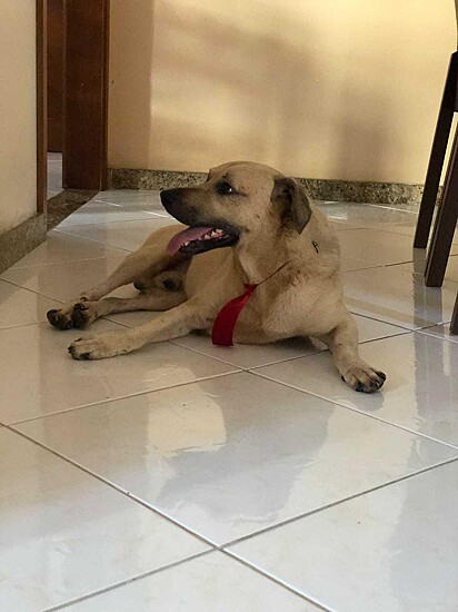 Pitutuco está deitado no chão de gravata após voltar do pet shop.