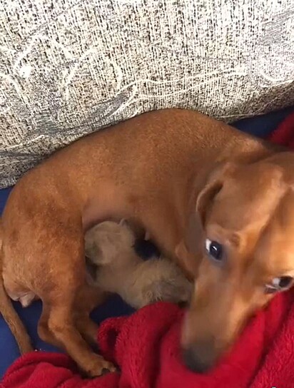 O filhote está mamando na cachorrinha.
