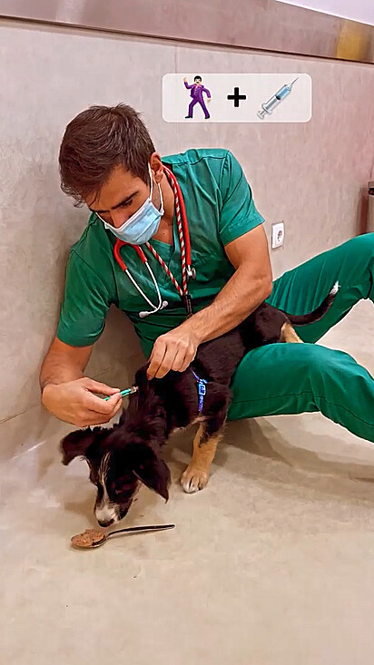 O veterinário está fazendo a vacina enquanto o cãozinho come