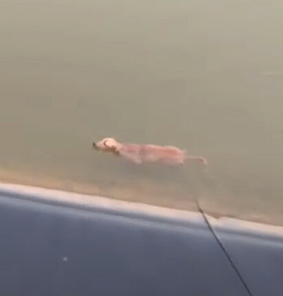 O cão está caído num rio